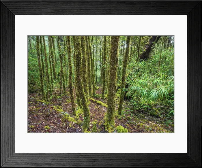 Framed Print : Lush Cloud Forest Habitat, Costa Rica