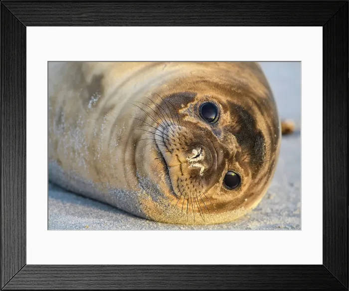 Framed Print : Southern elephant seal (Mirounga leonina), Sea Lion Island, East Falkland, Falkland Islands