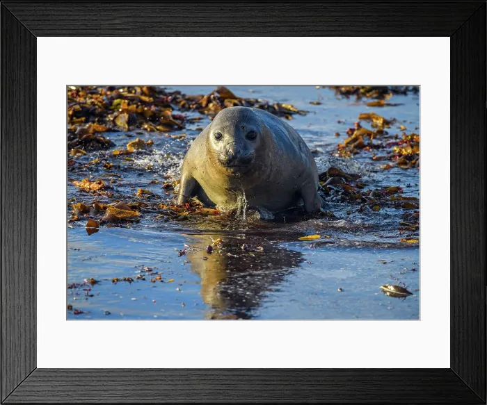 Framed Print : Southern elephant seal (Mirounga leonina) Young individual at the shore, Sea Lion Island, East Falkland, Falkland Islands Framed Print : Southern elephant seal (Mirounga leonina) Young individual at the shore, Sea Lion Island, East Falkland, Falkland Islands