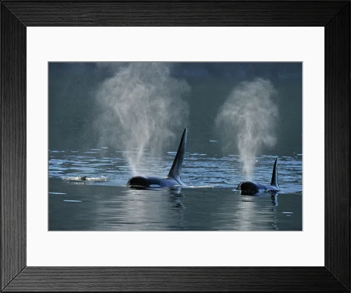 Framed Print : Killer whale (Orcinus orca) Two members of the Resident population pod in summer territory, Johnstone Strait, Vancouver Is. British Columbia, Canada Framed Print : Killer whale (Orcinus orca) Two members of the Resident population pod in summer territory, Johnstone Strait, Vancouver Is. British Columbia, Canada