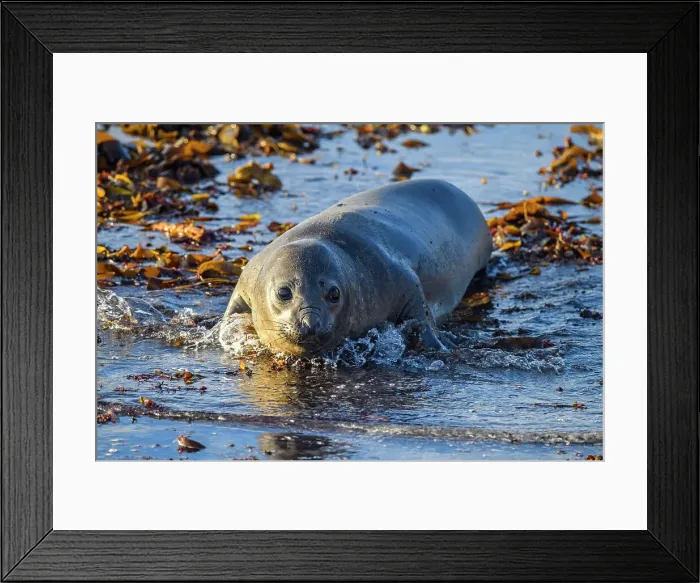 Framed Print : Southern elephant seal (Mirounga leonina) Young individual at the shore, Sea Lion Island, East Falkland, Falkland Islands Framed Print : Southern elephant seal (Mirounga leonina) Young individual at the shore, Sea Lion Island, East Falkland, Falkland Islands