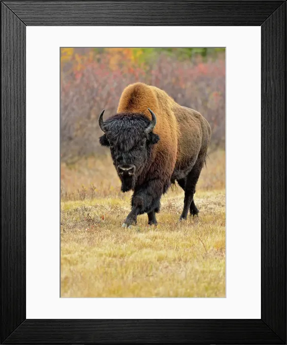 Framed Print : Wood bison / buffalo (Bison bison athabascae) Roadside bull in autumn, Behchoko, Northwest Territories, Canada Framed Print : Wood bison / buffalo (Bison bison athabascae) Roadside bull in autumn, Behchoko, Northwest Territories, Canada