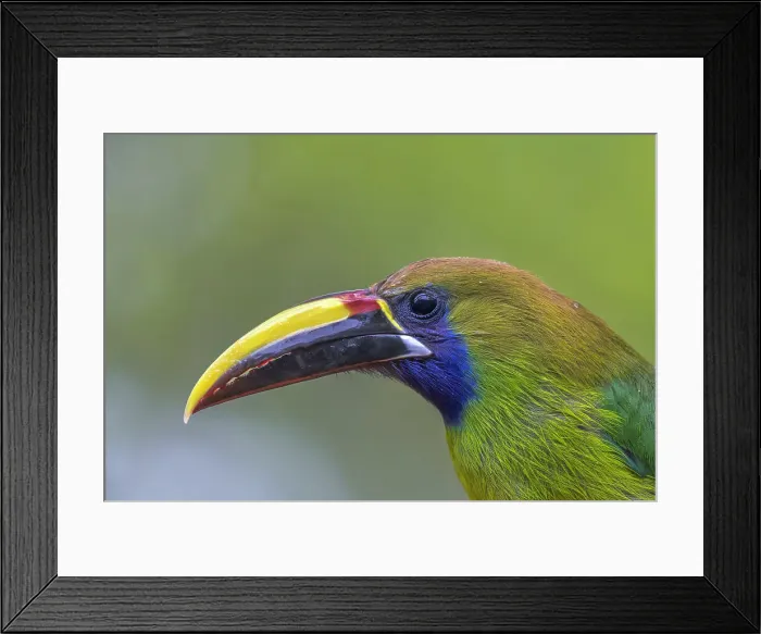 Framed Print : Emerald Toucanet (Aulacorhynchus prasinus), Costa Rica Framed Print : Emerald Toucanet (Aulacorhynchus prasinus), Costa Rica