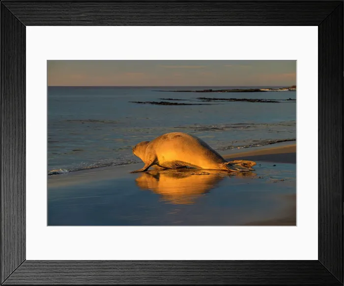 Framed Print : Southern elephant seal (Mirounga leonina), Sea Lion Island, East Falkland, Falkland Islands Framed Print : Southern elephant seal (Mirounga leonina), Sea Lion Island, East Falkland, Falkland Islands