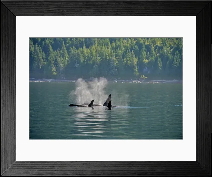 Framed Print : Killer whale (Orcinus orca) Resident pod in summer feeding territory, Johnstone Strait, Vancouver Is, British Columbia, Canada
