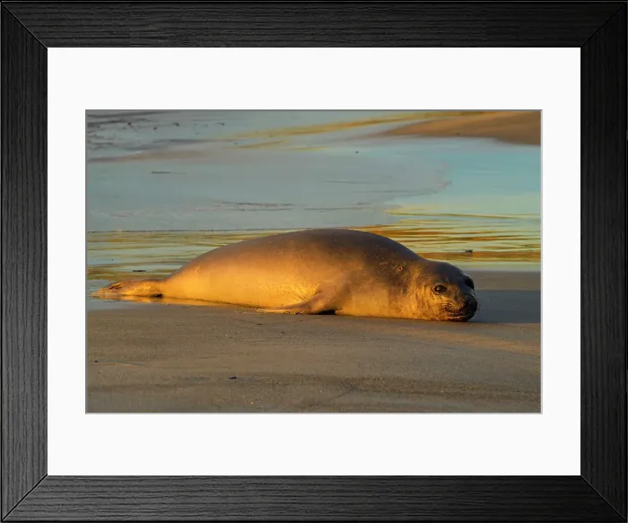 Framed Print : Southern elephant seal (Mirounga leonina), Sea Lion Island, East Falkland, Falkland Islands Framed Print : Southern elephant seal (Mirounga leonina), Sea Lion Island, East Falkland, Falkland Islands