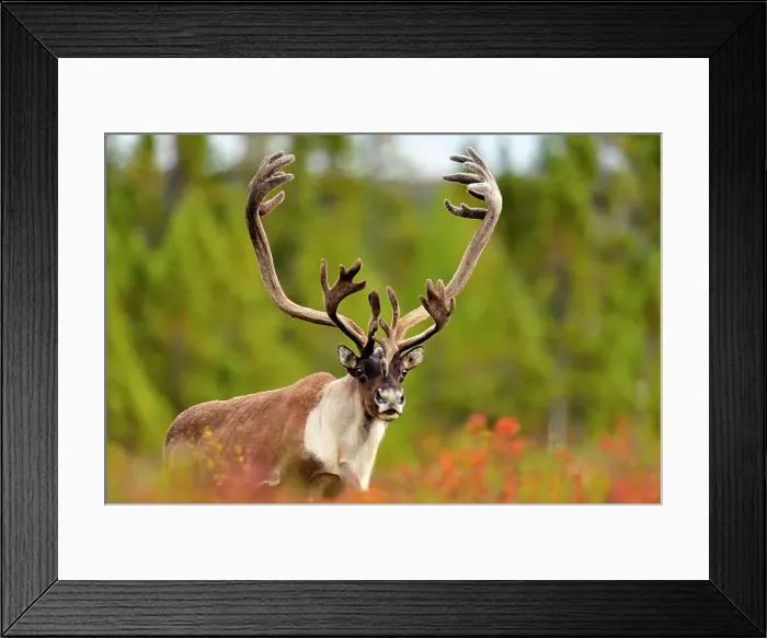 Framed Print : Barren Ground caribou (Rangifer tarandus) Bull in fall migration, Ennadai Lake, Nunavut, Canada