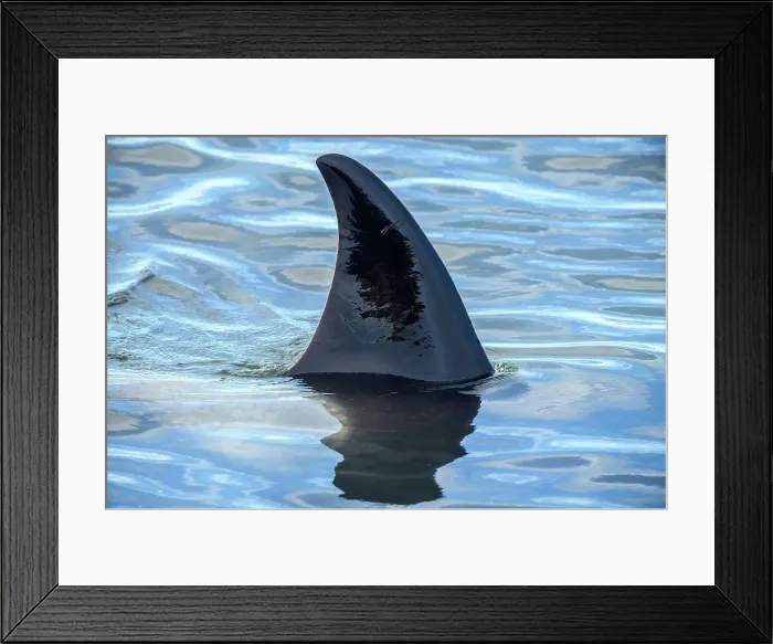 Framed Print : Killer whale (Orcinus orca) Maternal pod hunting elephant seals and penguins, Sea Lion Island, East Falkland, Falkland Islands