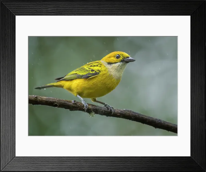 Framed Print : Silver-throated Tanager (Tangara Gorgiplateado), Costa Rica Framed Print : Silver-throated Tanager (Tangara Gorgiplateado), Costa Rica