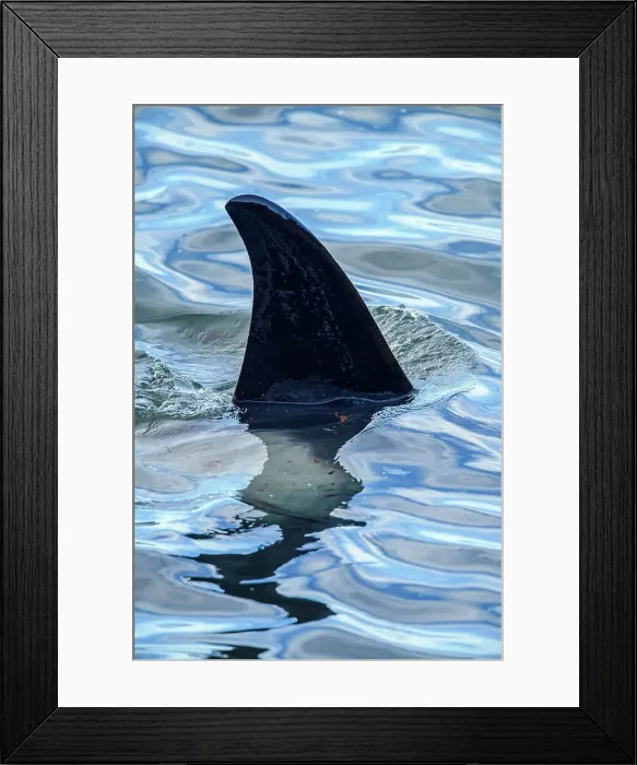 Framed Print : Killer whale (Orcinus orca) Maternal pod hunting elephant seals and penguins, Sea Lion Island, East Falkland, Falkland Islands Framed Print : Killer whale (Orcinus orca) Maternal pod hunting elephant seals and penguins, Sea Lion Island, East Falkland, Falkland Islands