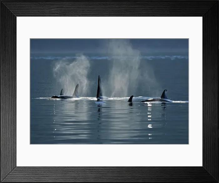 Framed Print : Killer whale (Orcinus orca) Resident pod in summer feeding territory, Johnstone Strait, Vancouver Is, British Columbia, Canada Framed Print : Killer whale (Orcinus orca) Resident pod in summer feeding territory, Johnstone Strait, Vancouver Is, British Columbia, Canada