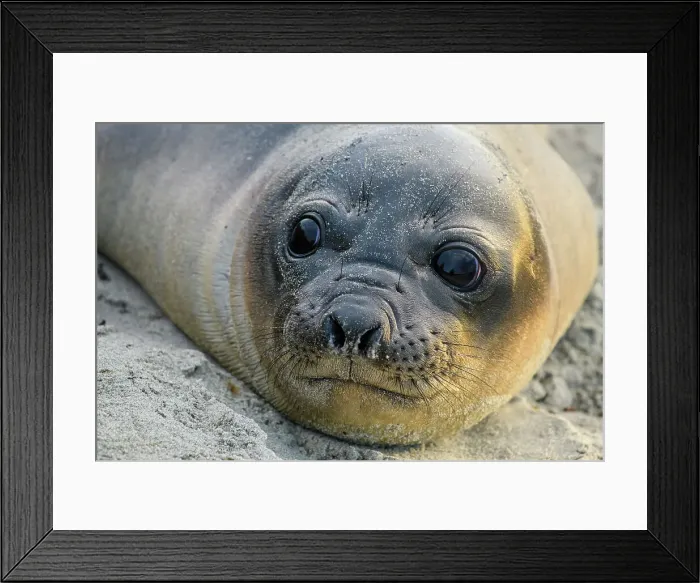 Framed Print : Southern elephant seal (Mirounga leonina), Sea Lion Island, West Falkland, Falkland Islands Framed Print : Southern elephant seal (Mirounga leonina), Sea Lion Island, West Falkland, Falkland Islands