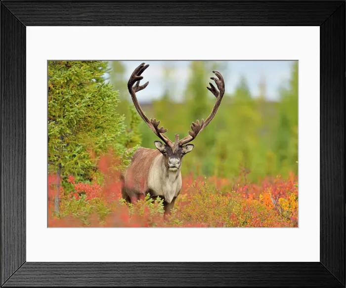 Framed Print : Barren Ground caribou (Rangifer tarandus) Bull in fall migration, Ennadai Lake, Nunavut, Canada Framed Print : Barren Ground caribou (Rangifer tarandus) Bull in fall migration, Ennadai Lake, Nunavut, Canada