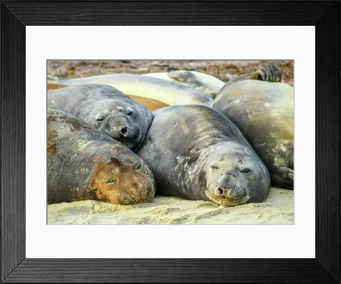 Framed Print : Southern elephant seal (Mirounga leonina), Sea Lion Island, West Falkland, Falkland Islands Framed Print : Southern elephant seal (Mirounga leonina), Sea Lion Island, West Falkland, Falkland Islands