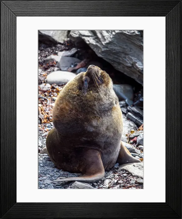 Framed Print : South American Sea Lion (Otaria flavescens), Sea Lion Island, West Falkland, Falkland Islands Framed Print : South American Sea Lion (Otaria flavescens), Sea Lion Island, West Falkland, Falkland Islands