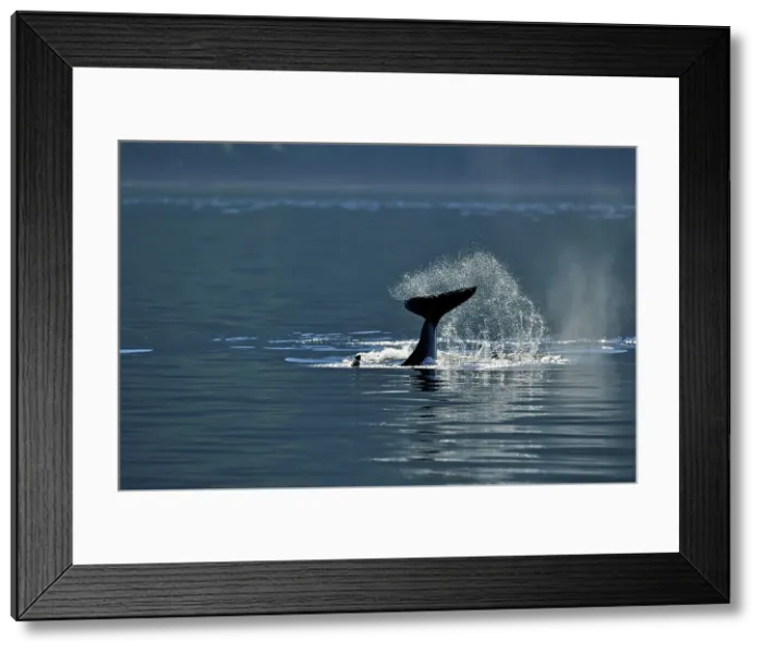 Framed Print : Killer whale (Orcinus orca) Member of Resident pod displaying tail-slapping behaviour, Johnstone Strait, Vancouver Is, British Columbia, Canada Framed Print : Killer whale (Orcinus orca) Member of Resident pod displaying tail-slapping behaviour, Johnstone Strait, Vancouver Is, British Columbia, Canada