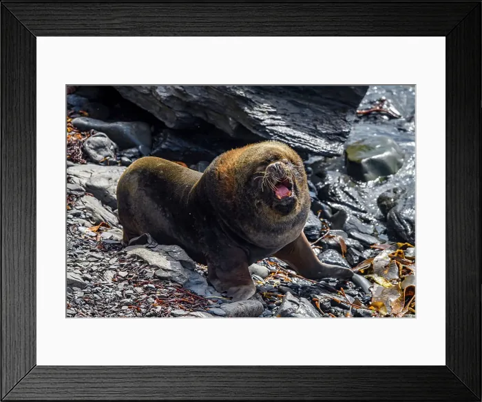 Framed Print : South American Sea Lion (Otaria flavescens), Sea Lion Island, West Falkland, Falkland Islands Framed Print : South American Sea Lion (Otaria flavescens), Sea Lion Island, West Falkland, Falkland Islands