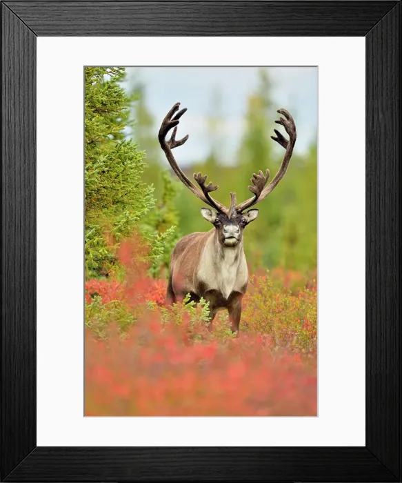Framed Print : Barren Ground caribou (Rangifer tarandus) Bull in fall migration, Ennadai Lake, Nunavut, Canada Framed Print : Barren Ground caribou (Rangifer tarandus) Bull in fall migration, Ennadai Lake, Nunavut, Canada