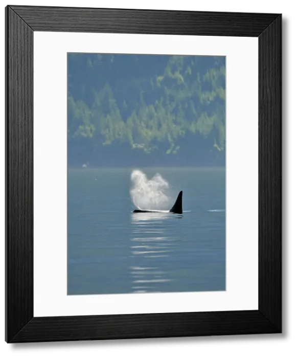 Framed Print : Killer whale (Orcinus orca) Resident pod in summer feeding territory, Johnstone Strait, Vancouver Is, British Columbia, Canada Framed Print : Killer whale (Orcinus orca) Resident pod in summer feeding territory, Johnstone Strait, Vancouver Is, British Columbia, Canada