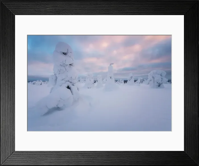 Framed Print : Frozen trees of Riisitunturi National Park, Lapland, Northern Finland Framed Print : Frozen trees of Riisitunturi National Park, Lapland, Northern Finland