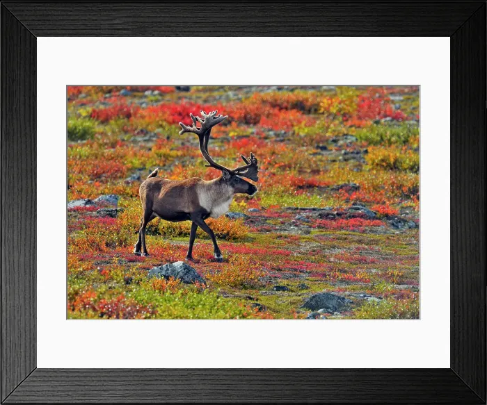 Framed Print : Barren Ground caribou (Rangifer tarandus) Bull in fall migration, Ennadai Lake, Nunavut, Canada