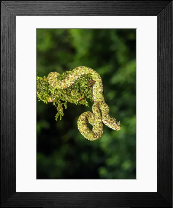 Framed Print : Eyelash viper (Bothriechis schlegelii), Laguna del lagarto, Alajuela, Costa Rica Framed Print : Eyelash viper (Bothriechis schlegelii), Laguna del lagarto, Alajuela, Costa Rica