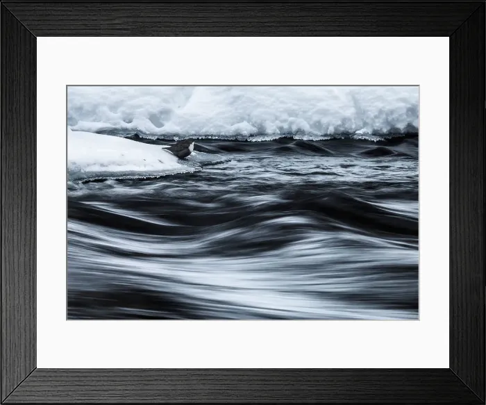Framed Print : A dipper trying to feed along the Myllykoski rapids in the Oulanka National Park, Lapland, Northern Finland Framed Print : A dipper trying to feed along the Myllykoski rapids in the Oulanka National Park, Lapland, Northern Finland