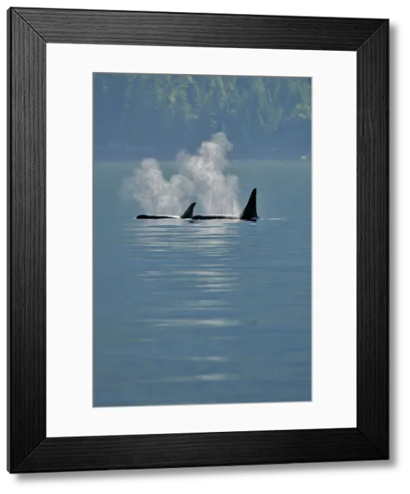 Framed Print : Killer whale (Orcinus orca) Resident pod in summer feeding territory, Johnstone Strait, Vancouver Is, British Columbia, Canada