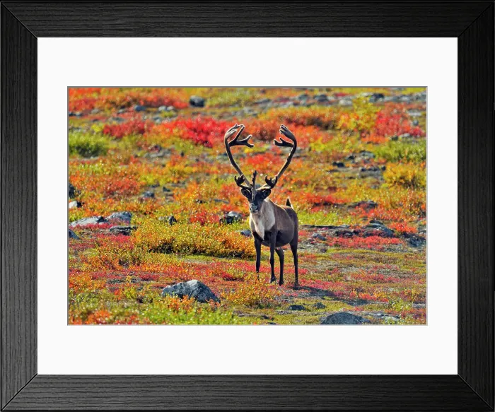 Framed Print : Barren Ground caribou (Rangifer tarandus) Bull in fall migration, Ennadai Lake, Nunavut, Canada