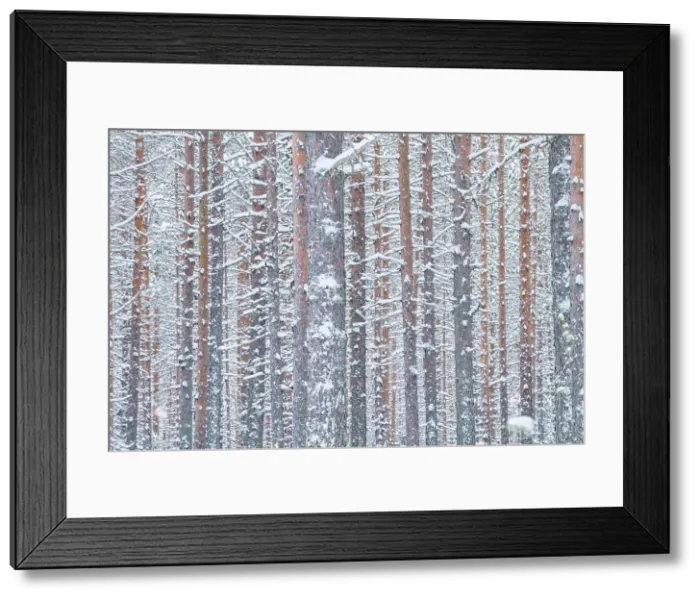 Framed Print : Pine trees forest found near the Riisitunturi National Park, Lapland, Northern Finland Framed Print : Pine trees forest found near the Riisitunturi National Park, Lapland, Northern Finland