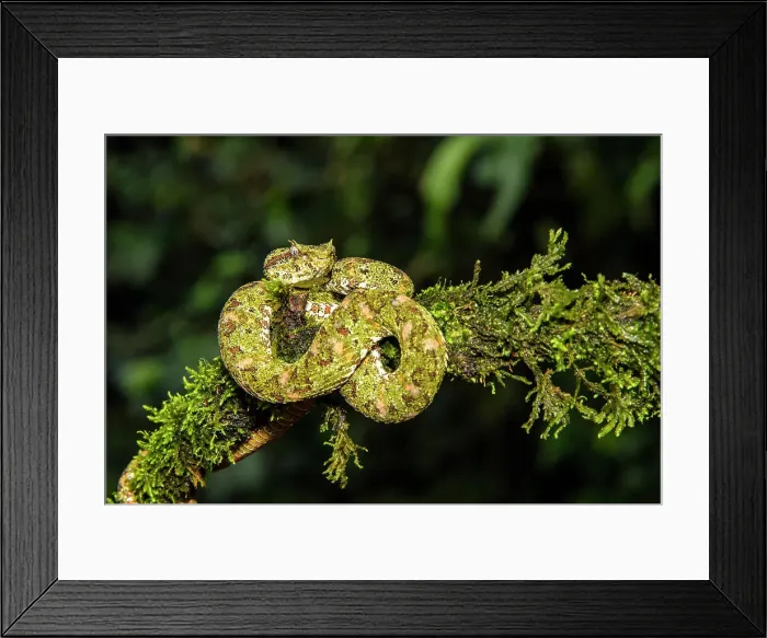 Framed Print : Eyelash viper (Bothriechis schlegelii), Laguna del lagarto, Alajuela, Costa Rica Framed Print : Eyelash viper (Bothriechis schlegelii), Laguna del lagarto, Alajuela, Costa Rica