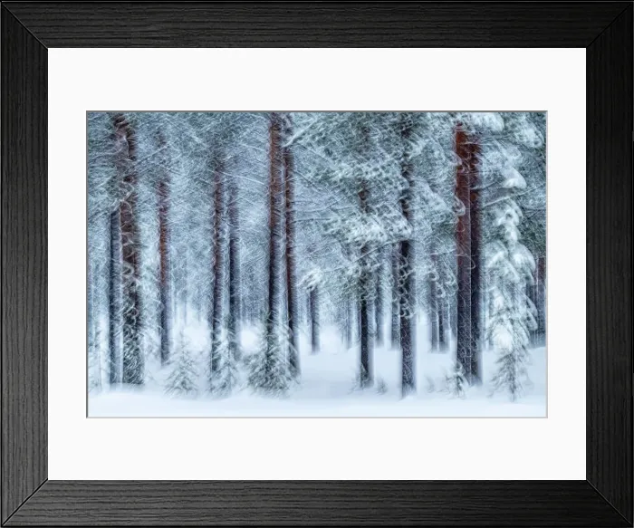 Framed Print : Abstract view of pine trees forest found near the Riisitunturi National Park, Lapland, Northern Finland