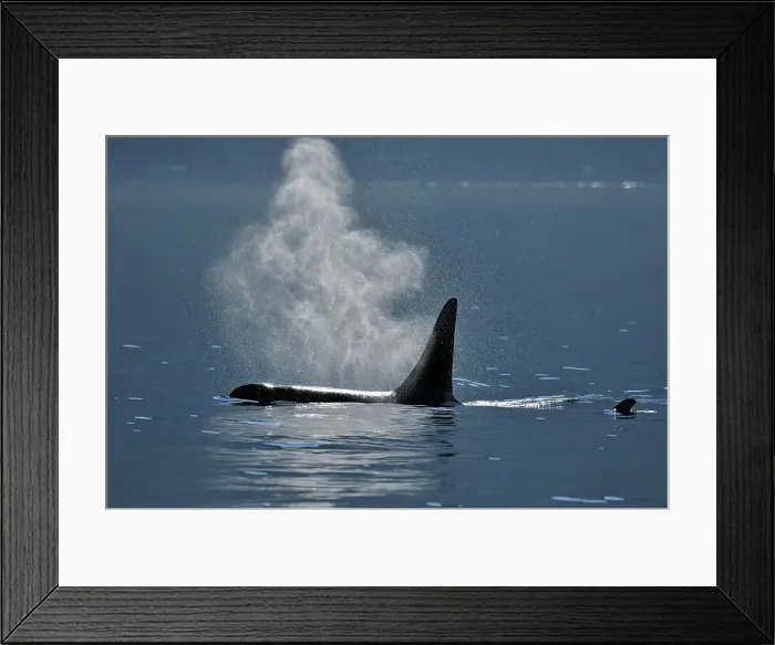 Framed Print : Killer whale (Orcinus orca) Bull member of the Resident pod in its summer salmon feeding territory, Johnstone Strait, Vancouver Is. British Columbia, Canada Framed Print : Killer whale (Orcinus orca) Bull member of the Resident pod in its summer salmon feeding territory, Johnstone Strait, Vancouver Is. British Columbia, Canada