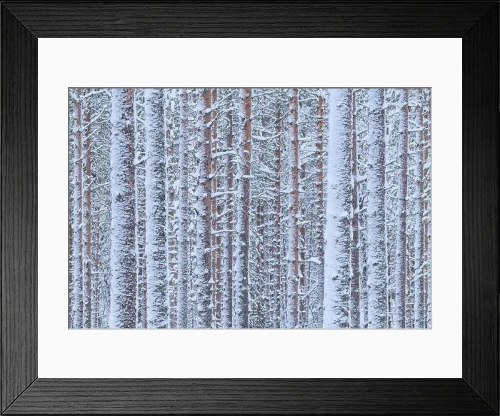 Framed Print : Pine trees forest found near the Riisitunturi National Park, Lapland, Northern Finland Framed Print : Pine trees forest found near the Riisitunturi National Park, Lapland, Northern Finland