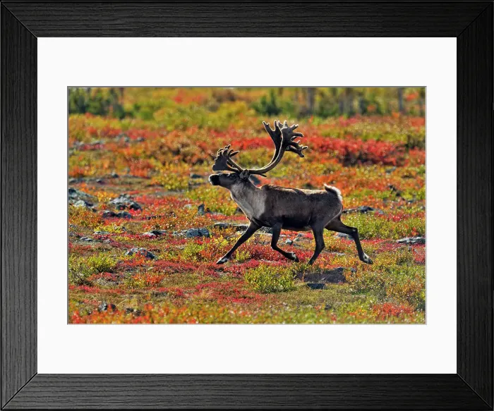 Framed Print : Barren Ground caribou (Rangifer tarandus) Bull in fall migration, Ennadai Lake, Nunavut, Canada Framed Print : Barren Ground caribou (Rangifer tarandus) Bull in fall migration, Ennadai Lake, Nunavut, Canada