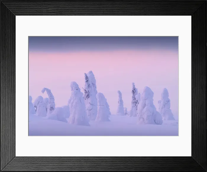 Framed Print : Pastel sunset colors over the frozen trees of Riisitunturi National Park, Lapland, Northern Finland Framed Print : Pastel sunset colors over the frozen trees of Riisitunturi National Park, Lapland, Northern Finland