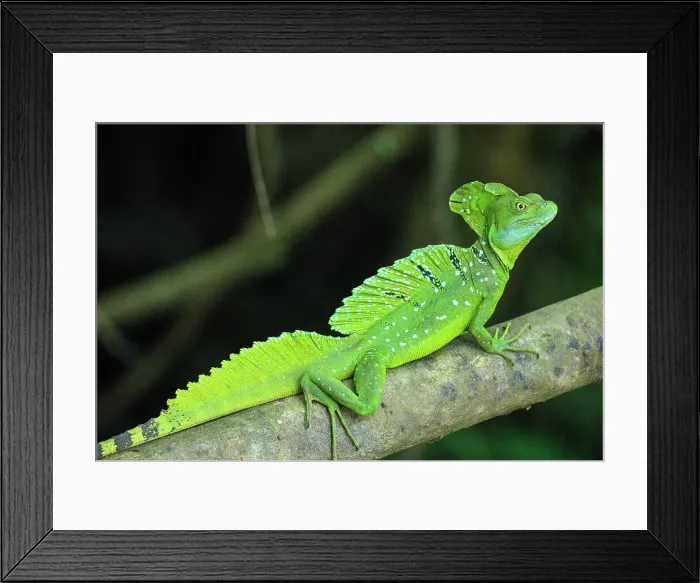 Framed Print : Emerald / plumed / green basilisk (Basiliscus plumifrons), Los Chiles, Alajuela, Costa Rica Framed Print : Emerald / plumed / green basilisk (Basiliscus plumifrons), Los Chiles, Alajuela, Costa Rica
