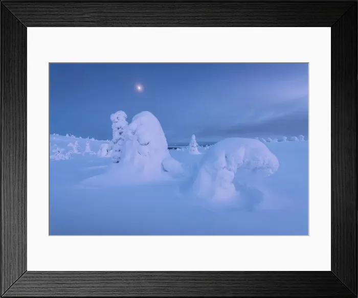 Framed Print : The frozen trees of the Riisitunturi National Park at twilight with the full moon rising in the background. Lapland, Northern Finland Framed Print : The frozen trees of the Riisitunturi National Park at twilight with the full moon rising in the background. Lapland, Northern Finland