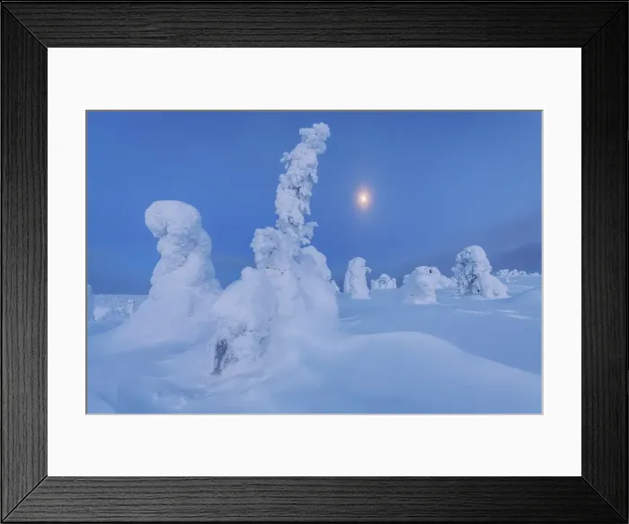 Framed Print : The frozen trees of the Riisitunturi National Park at twilight with the full moon. Lapland, Northern Finland Framed Print : The frozen trees of the Riisitunturi National Park at twilight with the full moon. Lapland, Northern Finland