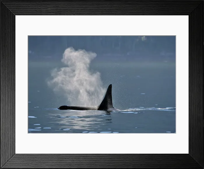 Framed Print : Killer whale (Orcinus orca) Bull member of the Resident pod in its summer salmon feeding territory, Johnstone Strait, Vancouver Is. British Columbia, Canada Framed Print : Killer whale (Orcinus orca) Bull member of the Resident pod in its summer salmon feeding territory, Johnstone Strait, Vancouver Is. British Columbia, Canada