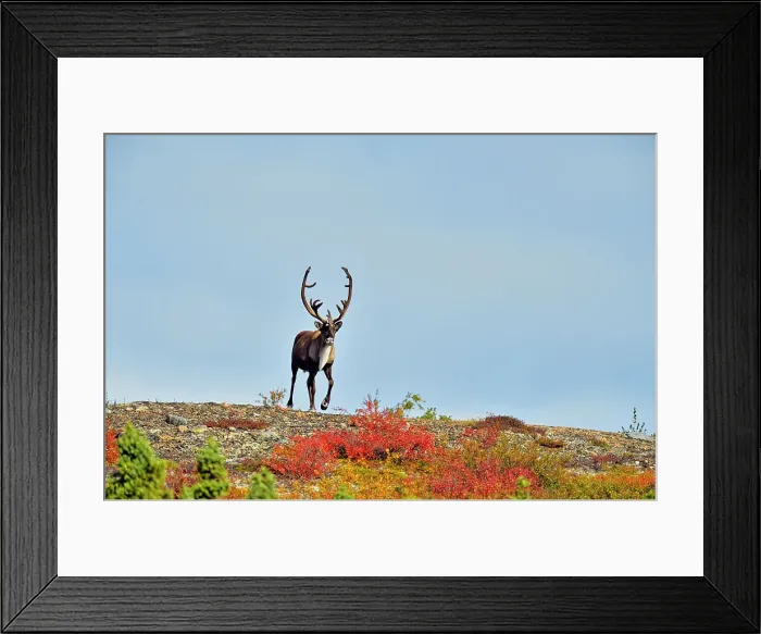 Framed Print : Caribou (Rangifer Tarandus) Bull in autumn migration, Arctic Haven Lodge, Ennadai Lake, Nunavut Territory, Canada Framed Print : Caribou (Rangifer Tarandus) Bull in autumn migration, Arctic Haven Lodge, Ennadai Lake, Nunavut Territory, Canada