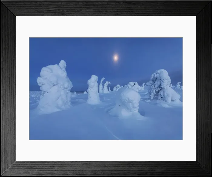 Framed Print : The frozen trees of the Riisitunturi National Park at twilight with the full moon rising in the background. Lapland, Northern Finland Framed Print : The frozen trees of the Riisitunturi National Park at twilight with the full moon rising in the background. Lapland, Northern Finland