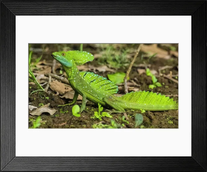 Framed Print : Emerald / plumed / green basilisk (Basiliscus plumifrons), Rio Frio, Los Chiles, Alajuela, Costa Rica Framed Print : Emerald / plumed / green basilisk (Basiliscus plumifrons), Rio Frio, Los Chiles, Alajuela, Costa Rica