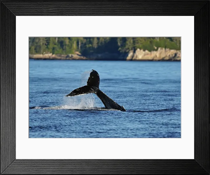 Framed Print : Humpback whale (Megaptera novaeangliae) Tail-slapping behaviour, Blackfish Sound, Vancouver Is, British Columbia, Canada Framed Print : Humpback whale (Megaptera novaeangliae) Tail-slapping behaviour, Blackfish Sound, Vancouver Is, British Columbia, Canada