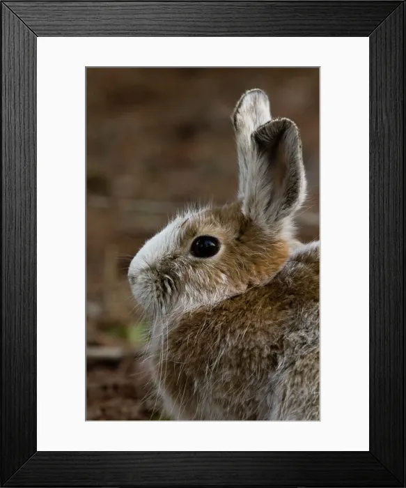 Framed Print : Varying hare, Lepus americanus. Transitional pelage, Lively, Ontario, Canada Framed Print : Varying hare, Lepus americanus. Transitional pelage, Lively, Ontario, Canada
