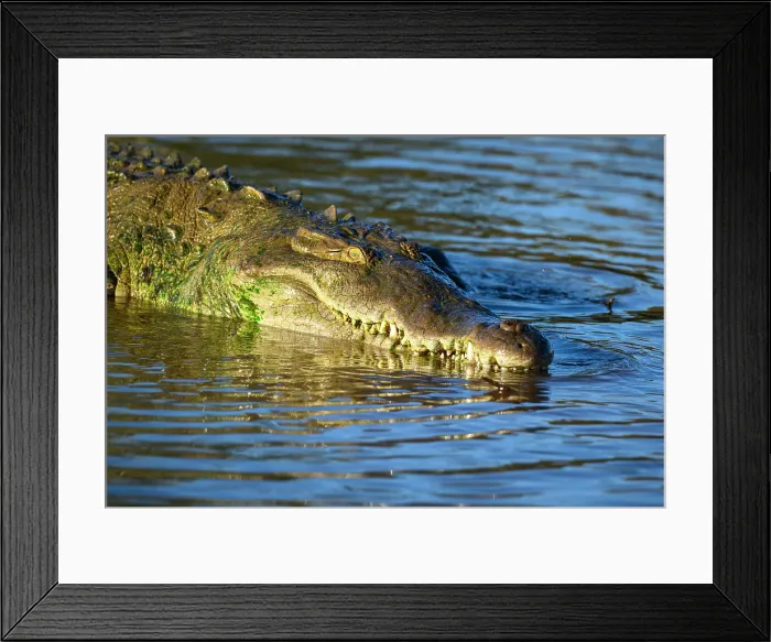 Framed Print : American crocodile (Crocodylus acutus), Tarcoles River, Tarcoles, Puntarenas, Costa Rica Framed Print : American crocodile (Crocodylus acutus), Tarcoles River, Tarcoles, Puntarenas, Costa Rica
