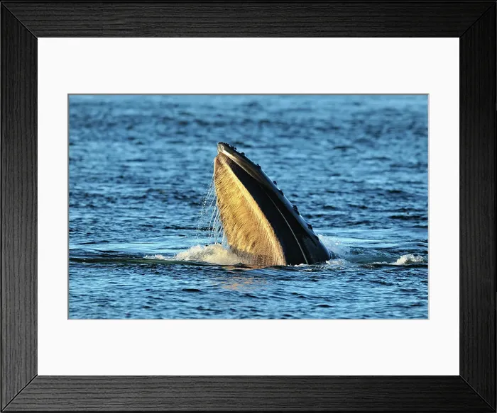 Framed Print : Humpback whale (Megaptera novaeangliae) Lunge feeding behaviour, Blackfish Sound, Vancouver Is, British Columbia, Canada Framed Print : Humpback whale (Megaptera novaeangliae) Lunge feeding behaviour, Blackfish Sound, Vancouver Is, British Columbia, Canada