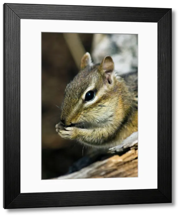Framed Print : Eastern chipmunk Tamias striatus) Gathering seeds in cheek pouches, Greater Sudbury, Ontario, Canada Framed Print : Eastern chipmunk Tamias striatus) Gathering seeds in cheek pouches, Greater Sudbury, Ontario, Canada