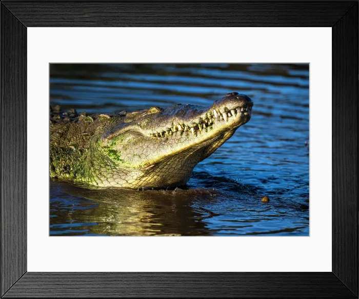 Framed Print : American crocodile (Crocodylus acutus), Tarcoles River, Tarcoles, Puntarenas, Costa Rica Framed Print : American crocodile (Crocodylus acutus), Tarcoles River, Tarcoles, Puntarenas, Costa Rica