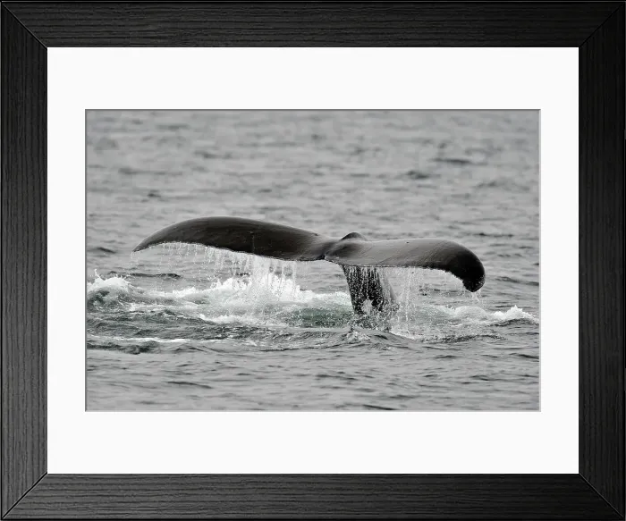 Framed Print : Humpback whale (Megaptera novaeangliae) Tail-slapping behaviour, Blackfish Sound, Vancouver Is, British Columbia, Canada Framed Print : Humpback whale (Megaptera novaeangliae) Tail-slapping behaviour, Blackfish Sound, Vancouver Is, British Columbia, Canada